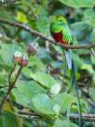 Resplendent quetzal- Costa Rica Art Print